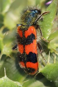 <i>Trichodes alvearius</i>