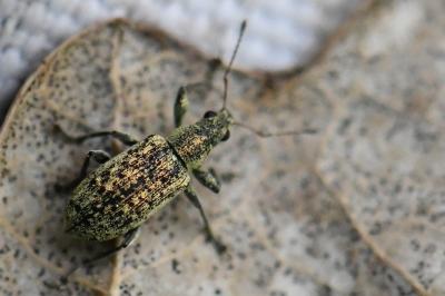 <i>Polydrusus cervinus</i>