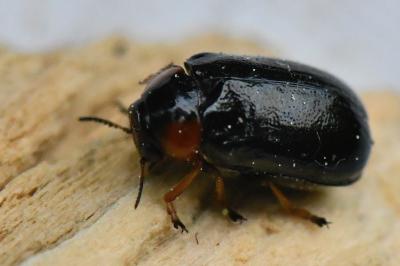 <i>Smaragdina aurita</i>