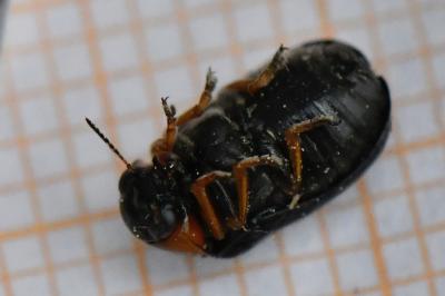 <i>Smaragdina aurita</i>