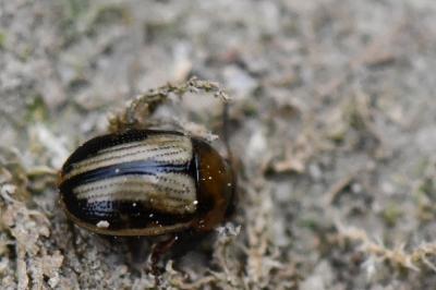 <i>Gonioctena olivacea</i>
