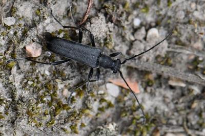 <i>Grammoptera abdominalis</i>