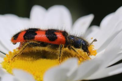 <i>Trichodes alvearius</i>