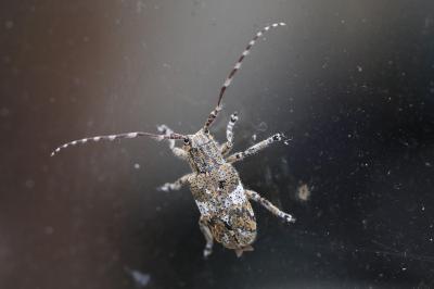 <i>Mesosa nebulosa</i>