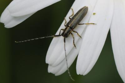 <i>Agapanthia cardui</i>