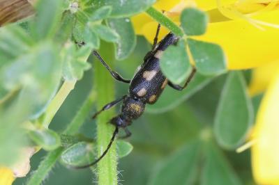 <i>Anoplodera sexguttata</i>