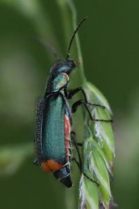 <i>Malachius bipustulatus</i>