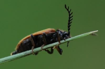 Drilus flavescens