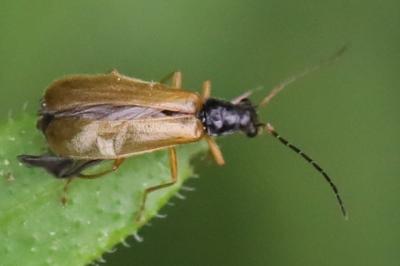 <i>Rhagonycha lignosa</i>