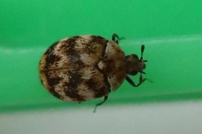 <i>Anthrenus verbasci</i>