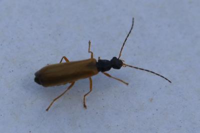 <i>Rhagonycha lignosa</i>