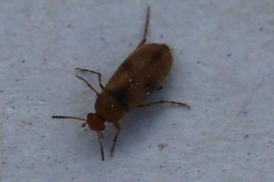 <i>Anaspis maculata</i>