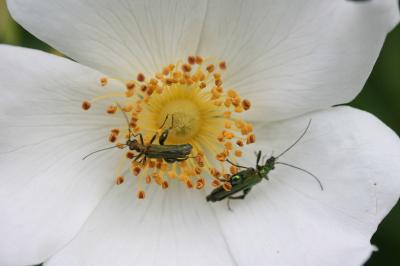 <i>Oedemera nobilis</i>
