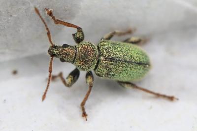 Phyllobius betulinus