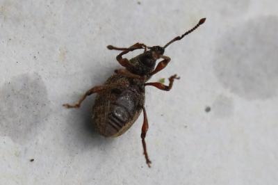 <i>Otiorhynchus</i>