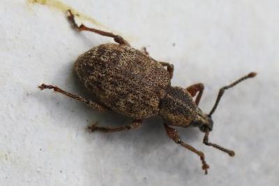 <i>Otiorhynchus</i>
