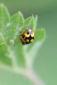 Coccinelle à damier