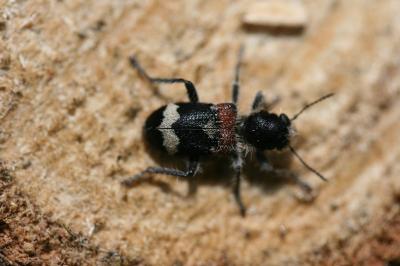 Clairon mutile