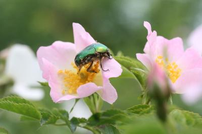 <i>Cetonia aurata</i>