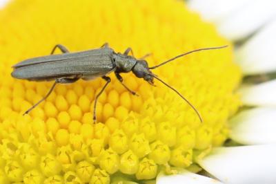 <i>Oedemera lurida</i>