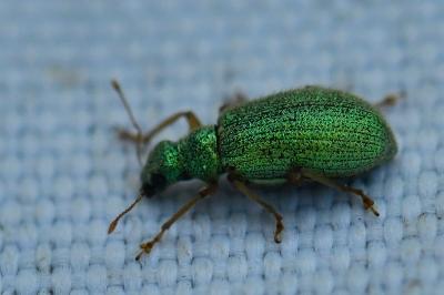 <i>Polydrusus pterygomalis</i>
