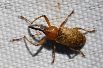 <i>Dorytomus longimanus</i>