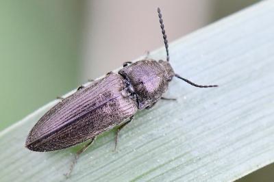 <i>Cidnopus pilosus</i>