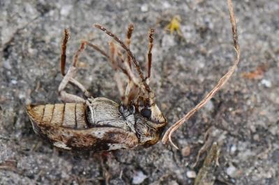 <i>Ptinomorphus imperialis</i>