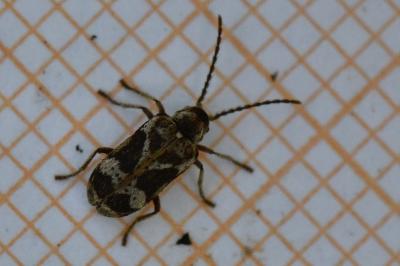 <i>Ptinomorphus imperialis</i>