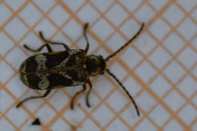 <i>Ptinomorphus imperialis</i>
