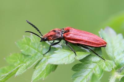 Anostirus purpureus