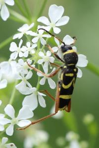 Clytus arietis