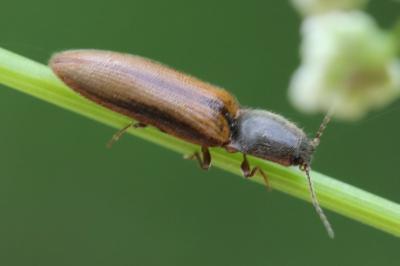 <i>Athous vittatus</i>