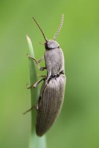 <i>Agriotes pilosellus</i>