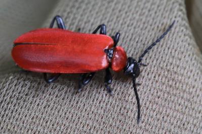 <i>Pyrochroa coccinea</i>