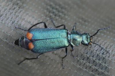 <i>Malachius bipustulatus</i>