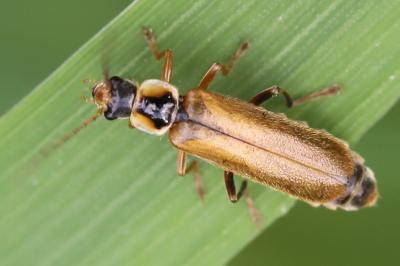 <i>Cantharis decipiens</i>