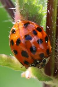<i>Harmonia axyridis</i>