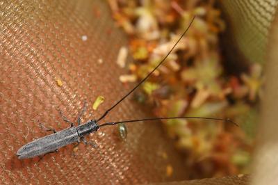<i>Calamobius filum</i>