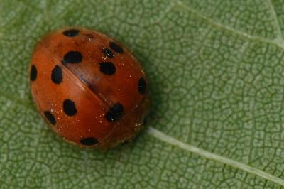 <i>Henosepilachna argus</i>
