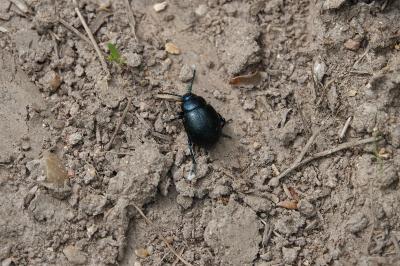 <i>Timarcha goettingensis</i>
