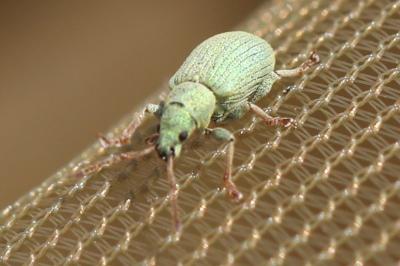 <i>Phyllobius</i>