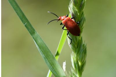 <i>Pyrochroa serraticornis</i>