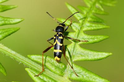 <i>Clytus arietis</i>