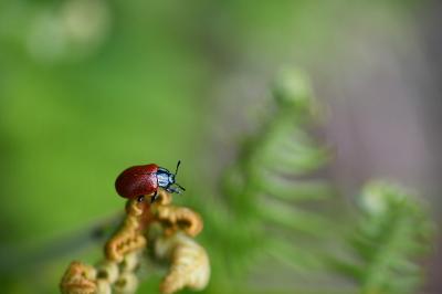 <i>Chrysomela populi</i>