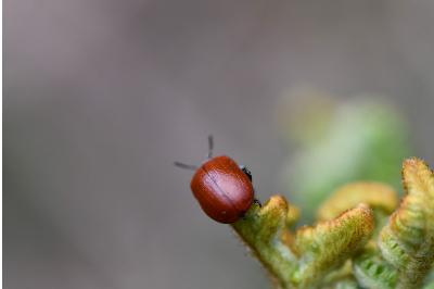 <i>Chrysomela populi</i>