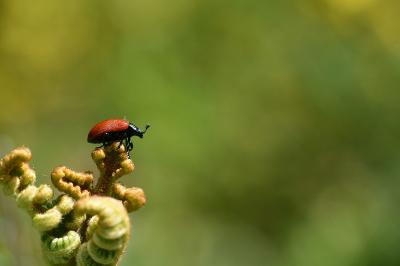 <i>Chrysomela populi</i>