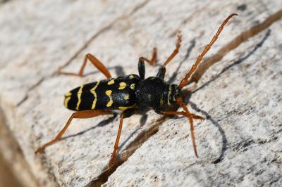 <i>Plagionotus arcuatus</i>