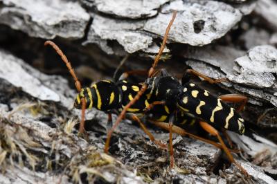 <i>Plagionotus arcuatus</i>
