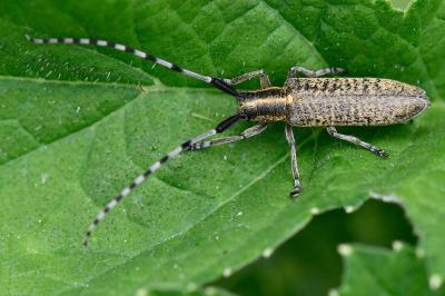 <i>Agapanthia villosoviridescens</i>